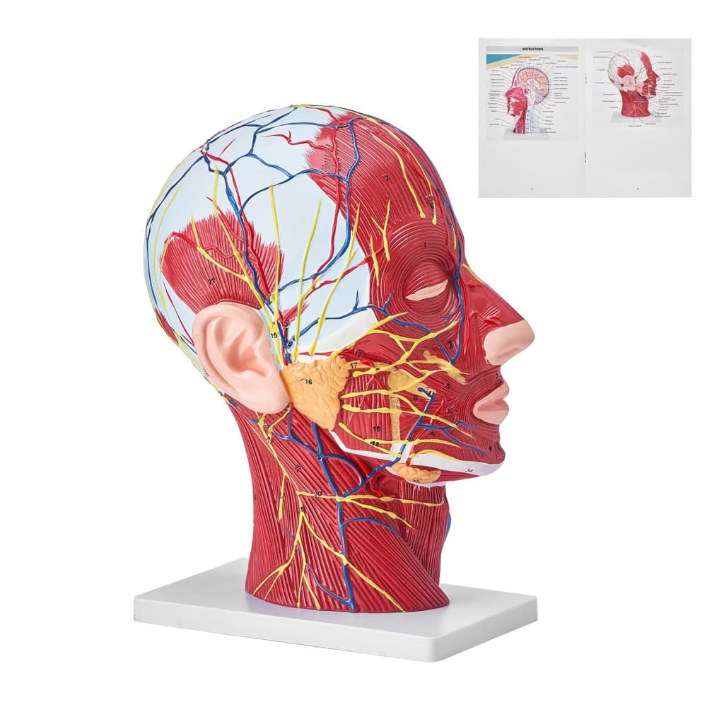 fej felszínes felének izmokkal ellátott emberi neurovaszkuláris modellje, a fej, a nyak, a koponya és az agy anatómiai modellje 1:1 méretarányban, életnagyságban, oktatási célokra, gyermekoktatáshoz, kiállításra